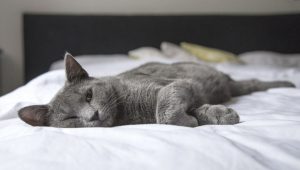 Gray cat laying on a bed with white sheets