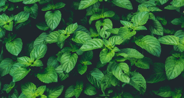 Aerial view of cluster of green mint leaves that are often used in organic toothpaste to your freshen breath